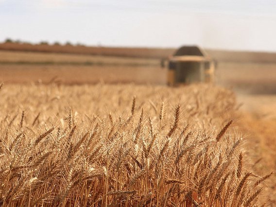 Российская Федерация в январе-октябре 2018 года увеличила экспорт пшеницы на 50%