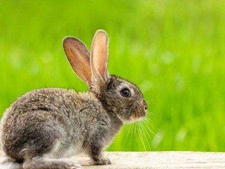 Что важно знать при содержании кроликов