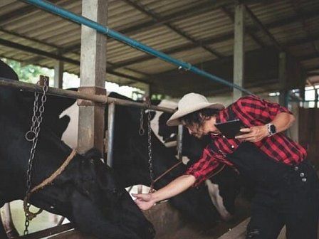 Признаки и лечение ацидоза у коров
